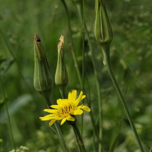 Photographie n°2287030 du taxon Tragopogon pratensis L.