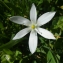  Hugo Santacreu - Ornithogalum divergens Boreau [1857]