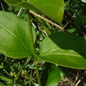 Photographie n°2287037 du taxon Vinca major subsp. major