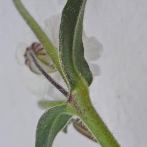 Photographie n°2287042 du taxon Silene latifolia subsp. alba (Mill.) Greuter & Burdet [1982]