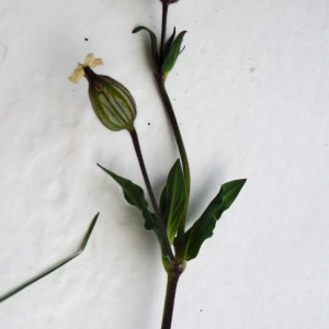 Photographie n°2287044 du taxon Silene latifolia subsp. alba (Mill.) Greuter & Burdet [1982]