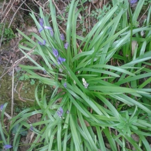 Photographie n°2287057 du taxon Hyacinthoides non-scripta (L.) Chouard ex Rothm. [1944]