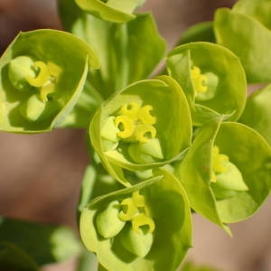 Photographie n°2287059 du taxon Euphorbia amygdaloides L. [1753]