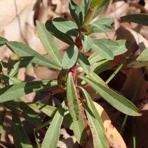 Photographie n°2287061 du taxon Euphorbia amygdaloides L. [1753]