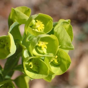 Photographie n°2287063 du taxon Euphorbia amygdaloides L. [1753]