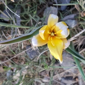 Photographie n°2287071 du taxon Tulipa sylvestris L. [1753]