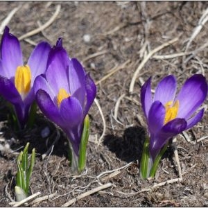 Photographie n°2287082 du taxon Crocus vernus (L.) Hill [1765]