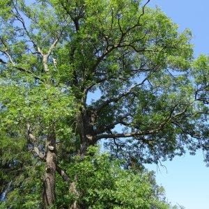 Photographie n°2287097 du taxon Fraxinus excelsior L. [1753]