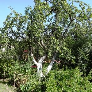 Photographie n°2287112 du taxon Malus domestica Borkh. [1803]