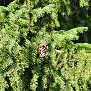 Photographie n°2287116 du taxon Picea abies (L.) H.Karst. [1881]