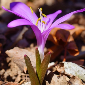  - Colchicum bulbocodium Ker Gawl. [1807]