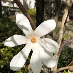 Photographie n°2287176 du taxon Magnolia stellata (Siebold & Zucc.) Maxim. [1872]