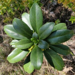 Photographie n°2287190 du taxon Daphne laureola L. [1753]