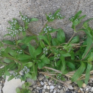 Photographie n°2287214 du taxon Valerianella locusta (L.) Laterr. [1821]