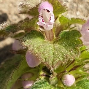 Photographie n°2287237 du taxon Lamium purpureum L. [1753]