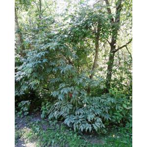 Sambucus racemosa subsp. pubens (Michx.) Hultén