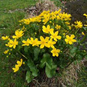 Photographie n°2287316 du taxon Caltha palustris L. [1753]