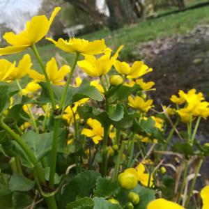 Photographie n°2287318 du taxon Caltha palustris L. [1753]