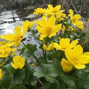 Photographie n°2287319 du taxon Caltha palustris L. [1753]