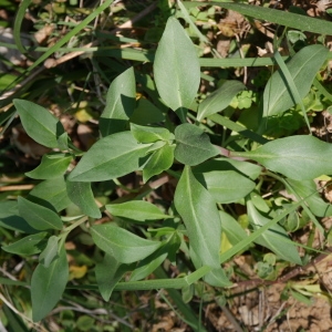 Photographie n°2287355 du taxon Centranthe lilas-d'Espagne