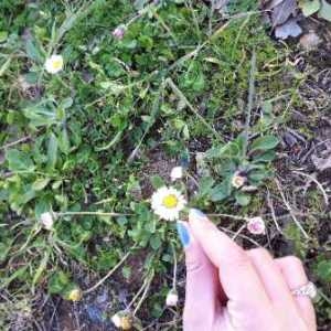 Photographie n°2287365 du taxon Bellis perennis L. [1753]