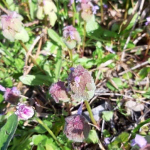 Photographie n°2287403 du taxon Lamium purpureum L.