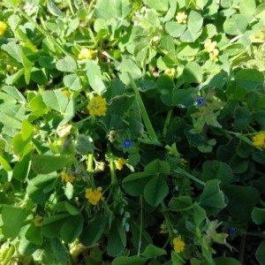 Photographie n°2287413 du taxon Medicago lupulina L. [1753]