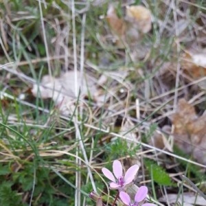 Photographie n°2287447 du taxon Erodium cicutarium (L.) L'Hér. [1789]