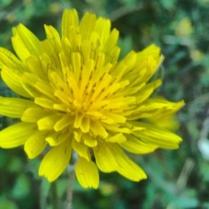 Photographie n°2287458 du taxon Sonchus oleraceus L. [1753]