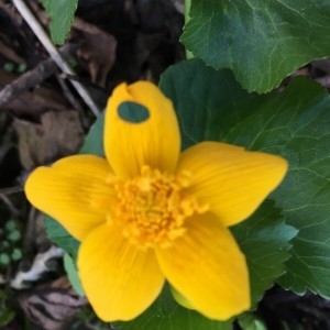 Photographie n°2287467 du taxon Caltha palustris L. [1753]