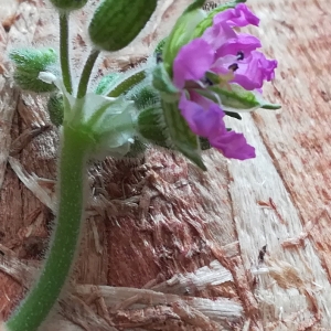 Photographie n°2287500 du taxon Erodium moschatum (L.) L'Hér. [1789]