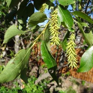 Photographie n°2287550 du taxon Salix pentandra L. [1753]