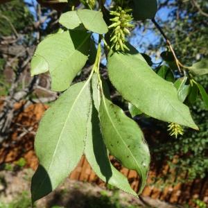 Photographie n°2287552 du taxon Salix pentandra L. [1753]