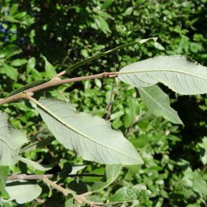  - Salix phylicifolia L. [1753]