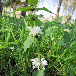 Photographie n°2287597 du taxon Lamium album L.