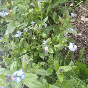 Photographie n°2287607 du taxon Myosotis arvensis (L.) Hill [1764]