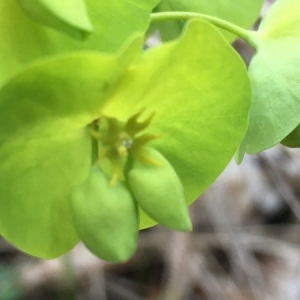 Photographie n°2287609 du taxon Euphorbia amygdaloides L. [1753]