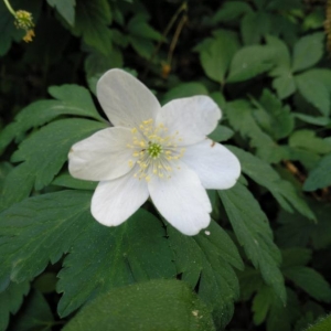 Photographie n°2287663 du taxon Anemone nemorosa L. [1753]