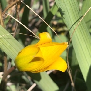 Photographie n°2287665 du taxon Tulipa sylvestris L. [1753]