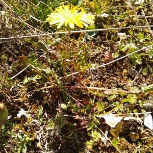 Photographie n°2287682 du taxon Taraxacum mattmarkense Soest [1959]