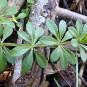 Photographie n°2287685 du taxon Galium aparine L. [1753]