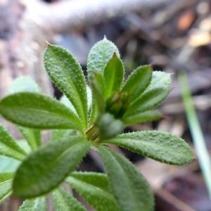 Photographie n°2287686 du taxon Galium aparine L. [1753]