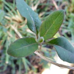 Photographie n°2287691 du taxon Lonicera periclymenum L. [1753]
