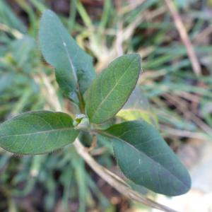 Photographie n°2287692 du taxon Lonicera periclymenum L. [1753]