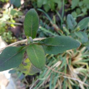 Photographie n°2287693 du taxon Lonicera periclymenum L. [1753]