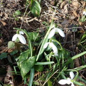 Photographie n°2287701 du taxon Galanthus nivalis L.