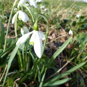 Photographie n°2287702 du taxon Galanthus nivalis L.