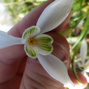 Photographie n°2287704 du taxon Galanthus nivalis L.