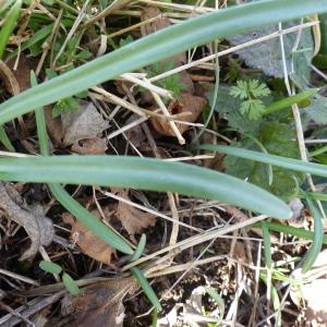 Photographie n°2287706 du taxon Galanthus nivalis L.