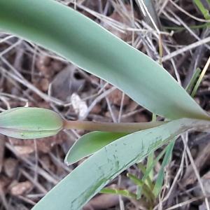 Photographie n°2287718 du taxon Tulipa sylvestris subsp. australis (Link) Pamp. [1914]